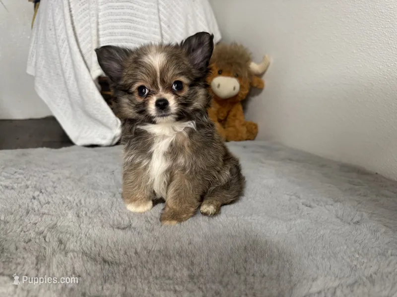 Gizmo  – Chihuahua puppy for sale in Jemison, AL