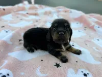 Cash, a male Miniature Dachshund for sale in Jemison, AL – 3 of 3