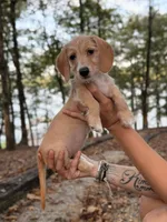 Margaret, a female Miniature Dachshund for sale in Jemison, AL – 7 of 7
