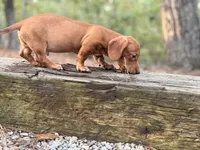 Sage, a male Miniature Dachshund for sale in Jemison, AL – 4 of 6