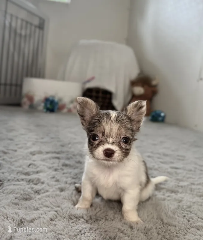 Luca  – Chihuahua puppy for sale in Jemison, AL