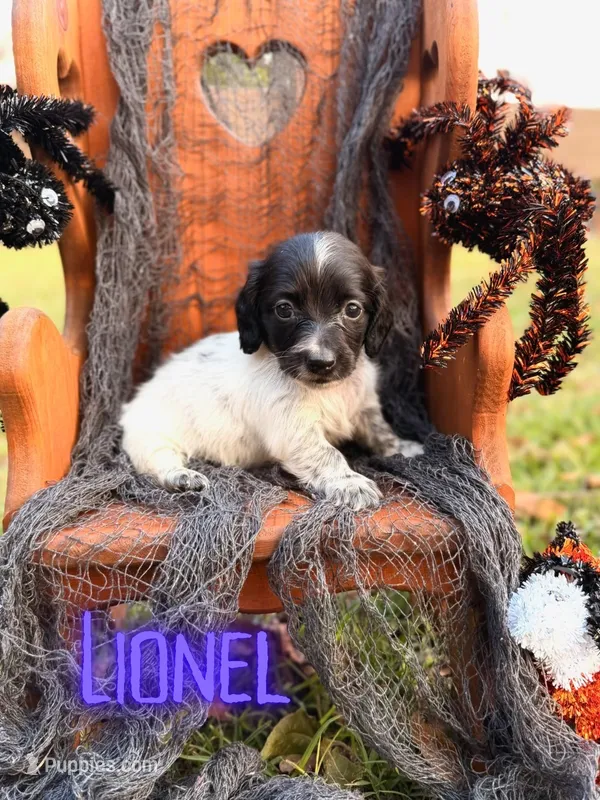 Lionel – Miniature Dachshund puppy for sale in Jemison, AL