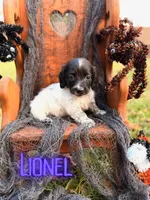 Lionel, a male Miniature Dachshund for sale in Jemison, AL – 1 of 4