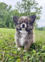 Gizmo , a male Chihuahua for sale in Jemison, AL – 3 of 5