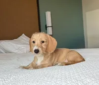 Margaret, a female Miniature Dachshund for sale in Jemison, AL – 3 of 7