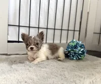 Luca , a male Chihuahua for sale in Jemison, AL – 3 of 7