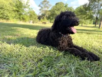 Archie , a male Labradoodle for sale in Jemison, AL – 5 of 6