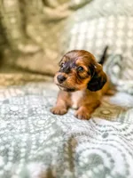 Greta , a female Miniature Dachshund for sale in Jemison, AL – 3 of 4