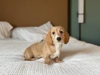 Margaret, a female Miniature Dachshund for sale in Jemison, AL – 2 of 7