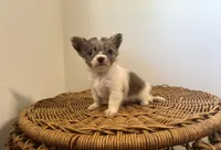 Luca , a male Chihuahua for sale in Jemison, AL – 4 of 7