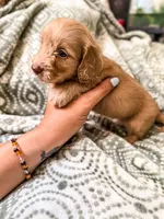 Pearl, a female Miniature Dachshund for sale in Jemison, AL – 4 of 4