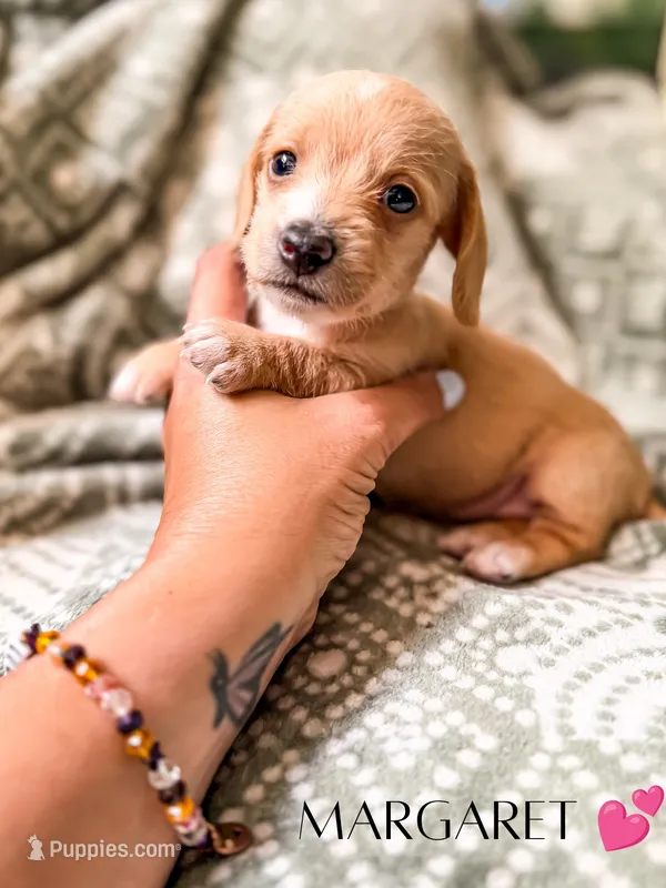 Margaret – Miniature Dachshund puppy for sale in Jemison, AL