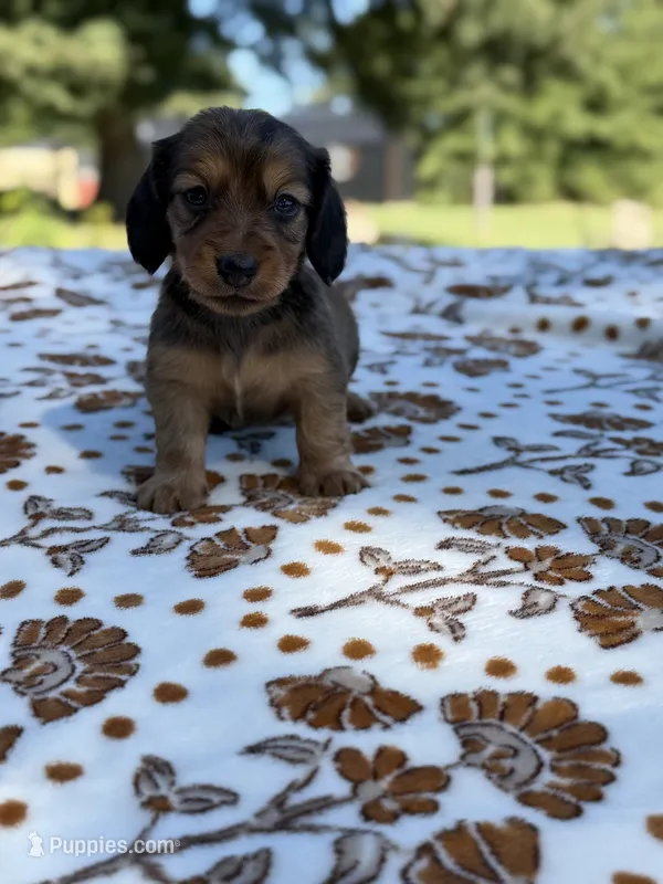 Sally, a female Miniature Dachshund for sale in Jemison, AL – 1 of 4