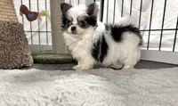 Flower , a female Chihuahua for sale in Jemison, AL – 2 of 4
