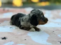 Patsy, a female Miniature Dachshund for sale in Jemison, AL – 3 of 5