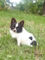 Mickey , a male Chihuahua for sale in Jemison, AL – 4 of 6