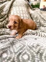 Pearl, a female Miniature Dachshund for sale in Jemison, AL – 2 of 4