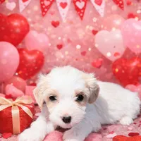 Maggie, a female Cavachon for sale in McClure, PA – 1 of 2