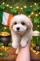 Maggie, a female Cavachon for sale in McClure, PA – 2 of 2