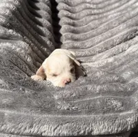 Iris, a female Bichon Frise and Cavalier King Charles Spaniel for sale in McClure, PA – 3 of 3