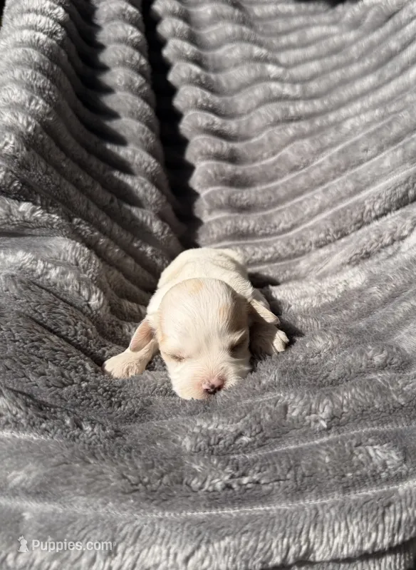 Iris – Bichon Frise, Cavalier King Charles Spaniel puppy for sale in McClure, PA