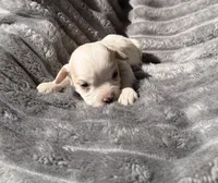 Iris, a female Bichon Frise and Cavalier King Charles Spaniel for sale in McClure, PA – 2 of 3