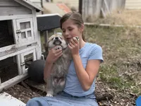 Tyson , a male Great Pyrenees for sale in Waco, TX – Photo 2 of 2
