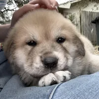 Tyson , a male Great Pyrenees for sale in Waco, TX – Photo 1 of 2