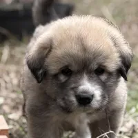  Bruno, a male Great Pyrenees for sale in Waco, TX – Photo 1 of 2