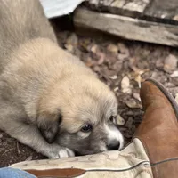  Bruno, a male Great Pyrenees for sale in Waco, TX – Photo 2 of 2