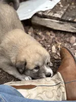 Bruno, a male Great Pyrenees for sale in Waco, TX – Photo 2 of 2