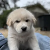 Dwayne, a male Great Pyrenees for sale in Waco, TX – Photo 2 of 2