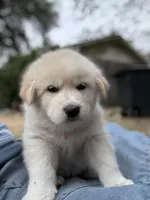 Dwayne, a male Great Pyrenees for sale in Waco, TX – Photo 2 of 2