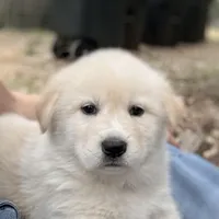 Dwayne, a male Great Pyrenees for sale in Waco, TX – Photo 1 of 2