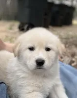 Dwayne, a male Great Pyrenees for sale in Waco, TX – Photo 1 of 2