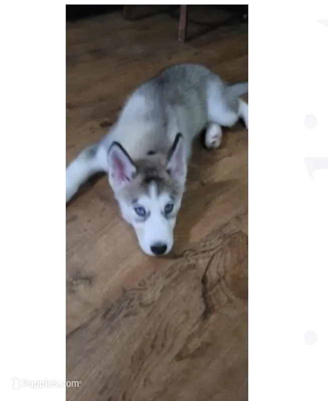 Rango – Siberian Husky puppy for sale in Spring Valley, NY