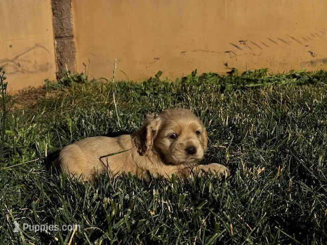 Sable – Cocker Spaniel puppy for sale in Hesperia, CA