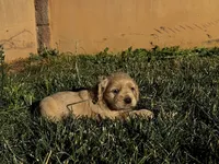 Sable, a female Cocker Spaniel for sale in Hesperia, CA – 1 of 1