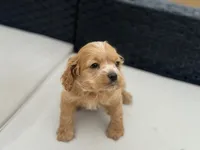 processed/59587d01-67ec-48ac-b2f9-15960098ae1e/listing/cd8b1fa4-bfdb-4a78-a006-ea5a07fe0bdd/1c33bfd4-46e0-47dd-a6ca-97d1ed74166f