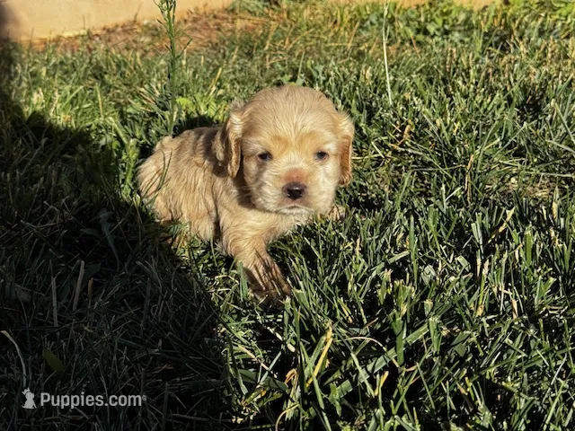 Bentley – Cocker Spaniel puppy for sale in Hesperia, CA
