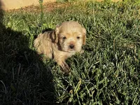 Bentley, a male Cocker Spaniel for sale in Hesperia, CA – 1 of 1