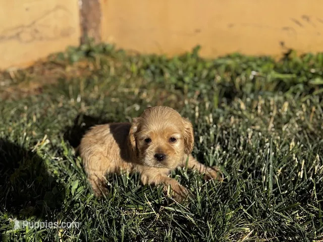 Precious  – Cocker Spaniel puppy for sale in Hesperia, CA