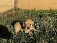 Precious , a female Cocker Spaniel for sale in Hesperia, CA – 1 of 1