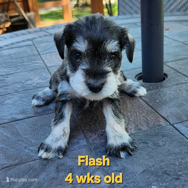 Flash – Miniature Schnauzer puppy for sale in Kokomo, IN