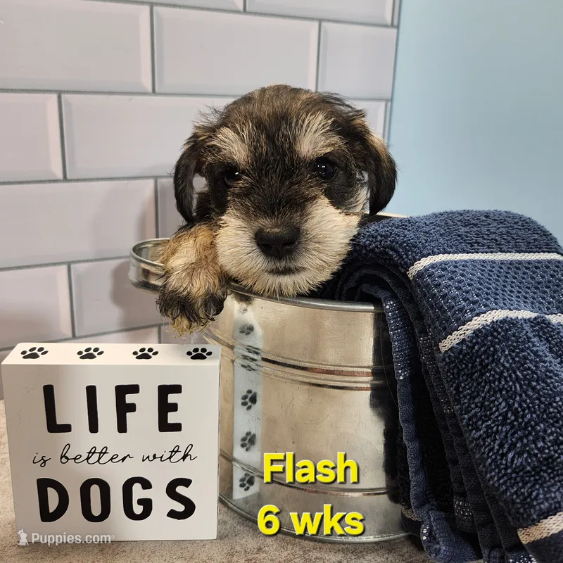 AKC -Flash – Miniature Schnauzer puppy for sale in Kokomo, IN