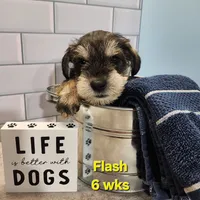 AKC -Flash, a female Miniature Schnauzer for sale in Kokomo, IN – 6 of 10