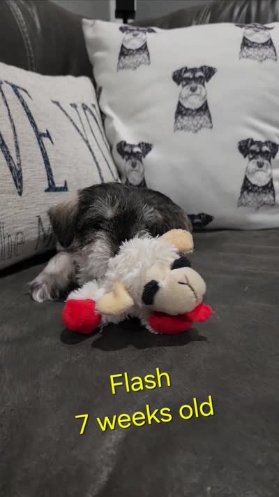 AKC -Flash, a female Miniature Schnauzer for sale in Kokomo, IN – 3 of 10