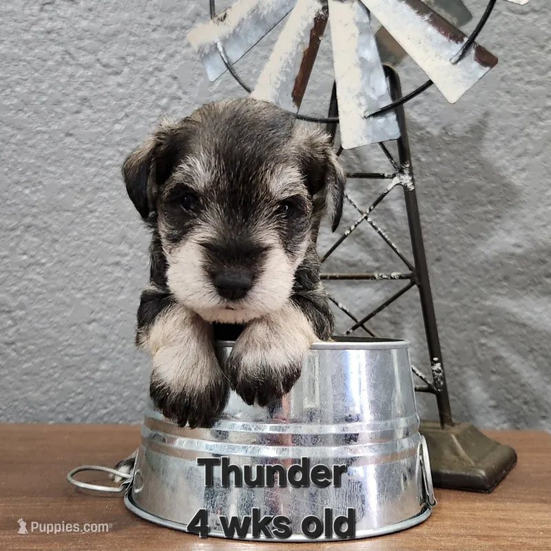 AKC -Thunder  – Miniature Schnauzer puppy for sale in Kokomo, IN