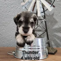 Thunder , a male Miniature Schnauzer for sale in Kokomo, IN – 4 of 7