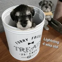 Lightning , a female Miniature Schnauzer for sale in Kokomo, IN – 2 of 6